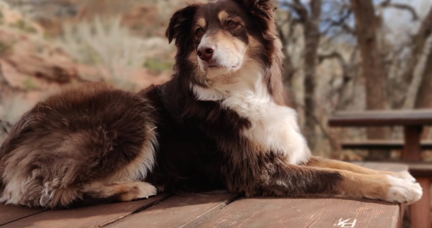 An aussie dog named Maple